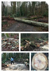 tree down Collage